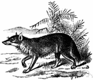 genus Cyon - Asiatic wild dog
