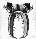 sawyer - any of several beetles whose larvae bore holes in dead or dying trees especially conifers