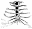 true rib - one of the first seven ribs in a human being which attach to the sternum