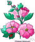 China rose - large showy Asiatic shrub or small tree having large single or double red to deep-red flowers