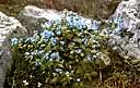 cape forget-me-not - anchusa of southern Africa having blue flowers with white throats