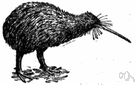 kiwi - nocturnal flightless bird of New Zealand having a long neck and stout legs