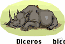 Diceros - most common species in Africa
