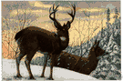 black-tailed deer - mule deer of western Rocky Mountains
