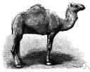 dromedary - one-humped camel of the hot deserts of northern Africa and southwestern Asia