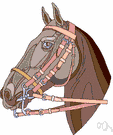 bridle - headgear for a horse