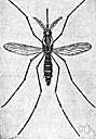 yellow fever - caused by a flavivirus transmitted by a mosquito
