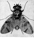 Ceratitis capitata - small black-and-white fly that damages citrus and other fruits by implanting eggs that hatch inside the fruit
