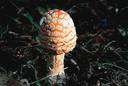 amanita - genus of widely distributed agarics that have white spores and are poisonous with few exceptions