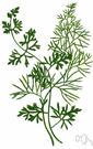 Ceratopteris - water ferns