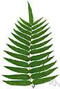 American wall fern - chiefly lithophytic or epiphytic fern of North America and east Asia