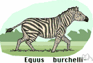 Equus Burchelli - of the plains of central and eastern Africa