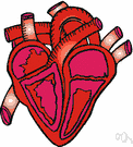circulatory system - the organs and tissues involved in circulating blood and lymph through the body