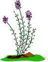 genus Aethionema - Old World genus of the family Cruciferae