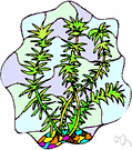 foxtail grass - grasses of the genera Alopecurus and Setaria having dense silky or bristly brushlike flowering spikes