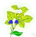 blackberry - bramble with sweet edible black or dark purple berries that usually do not separate from the receptacle