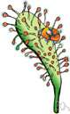 sundew - any of various bog plants of the genus Drosera having leaves covered with sticky hairs that trap and digest insects