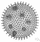 protozoan - any of diverse minute acellular or unicellular organisms usually nonphotosynthetic