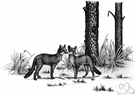 Urocyon - grey foxes