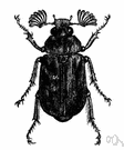 cockchafer - any of various large European beetles destructive to vegetation as both larvae and adult