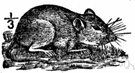 Peromyscus - New World wood mice