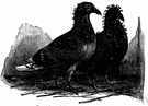 dove - flesh of a pigeon suitable for roasting or braising