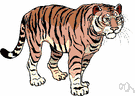 tiger - large feline of forests in most of Asia having a tawny coat with black stripes