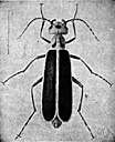 blister beetle - beetle that produces a secretion that blisters the skin