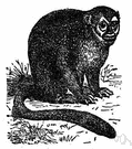 Aotus trivirgatus - nocturnal monkey of Central America and South America with large eyes and thick fur