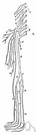 plexus lumbalis - a lymphatic plexus located along the lower portion of the aorta and iliac vessels