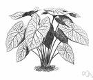 caladium - any plant of the genus Caladium cultivated for their ornamental foliage variously patterned in white or pink or red
