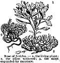 Anastatica - one species: rose of Jericho