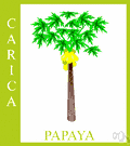 Carica - type genus of the Caricaceae