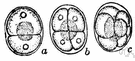 segmentation - (embryology) the repeated division of a fertilised ovum