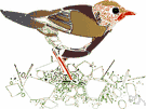 zebra finch - small Australian weaverbird with markings like a zebra's