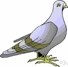 pigeon - wild and domesticated birds having a heavy body and short legs
