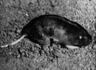 gopher - burrowing rodent of the family Geomyidae having large external cheek pouches