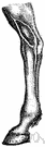 foreleg - the forelimb of a quadruped