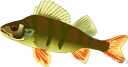 bass - nontechnical name for any of numerous edible marine and freshwater spiny-finned fishes