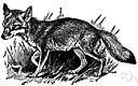 genus Vulpes - foxes