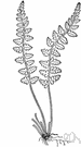 Asplenium bradleyi - a spleenwort of eastern to southern United States