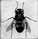 genus Hypoderma - in some classifications considered the type genus of the family Hypodermatidae: warble flies