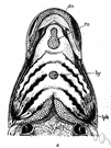branchial arch - one of the bony or cartilaginous arches on each side of the pharynx that support the gills of fishes and aquatic amphibians