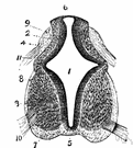 canalis cervicis uteri - a spindle-shaped canal extending from the uterus to the vagina