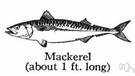 mackerel - flesh of very important usually small (to 18 in) fatty Atlantic fish