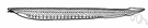 cephalochordate - fish-like animals having a notochord rather than a true spinal column