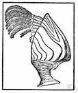 Lepas - type genus of the family Lepadidae