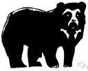 black bear - bear with a black coat living in central and eastern Asia