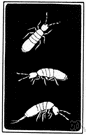 Collembola - minute wingless arthropods: springtails