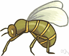 Hymenoptera - an order of insects including: bees